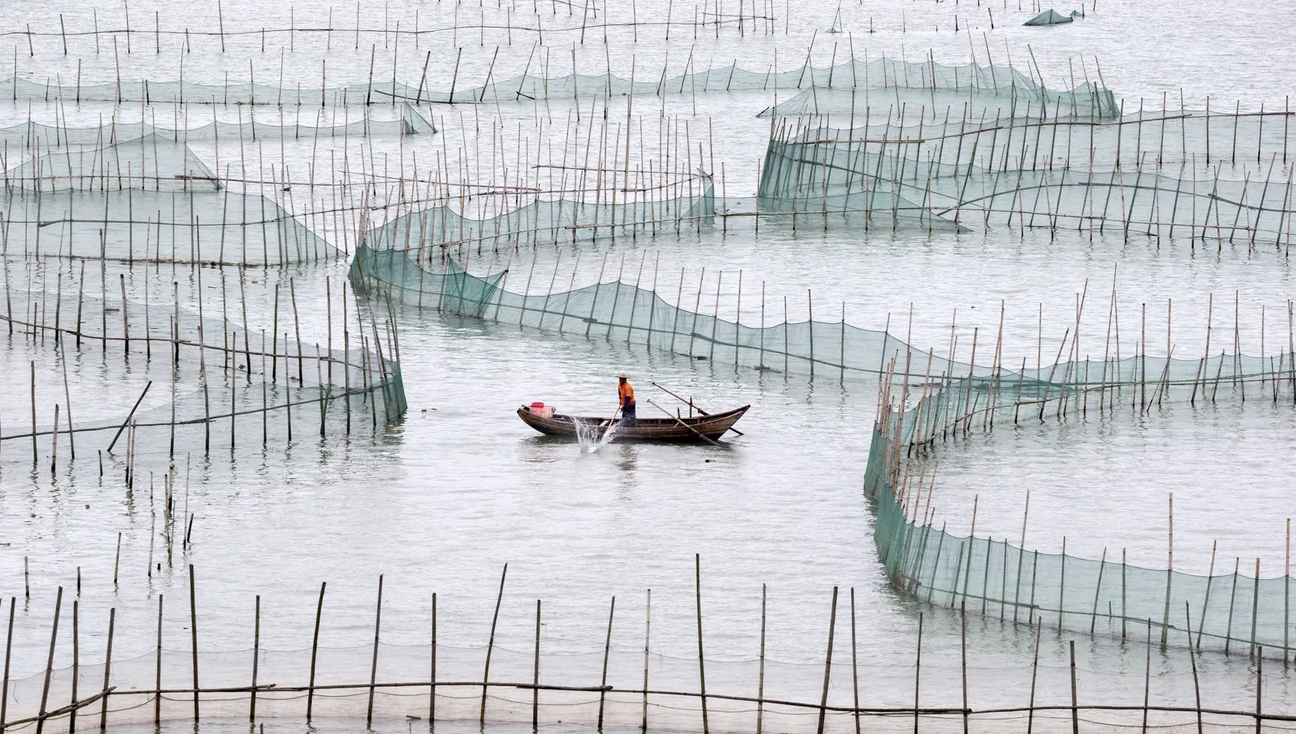 De las carpas a los automóviles: por qué China depende menos de las exportaciones acuícolas